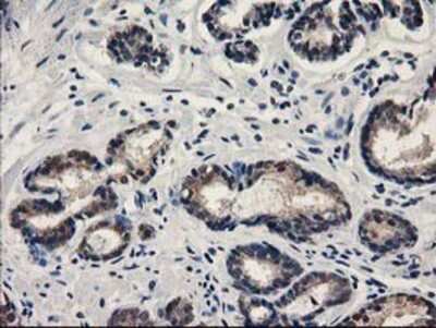 Immunohistochemistry-Paraffin: SPR Antibody (OTI4F5) [NBP2-03256]