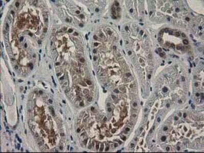 Immunohistochemistry-Paraffin: SPR Antibody (OTI4F5) [NBP2-03256]