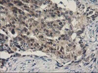 Immunohistochemistry: SPR Antibody (OTI4F5) - Azide and BSA Free [NBP2-74344]