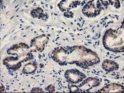 Immunohistochemistry: SPR Antibody (OTI4F5) - Azide and BSA Free [NBP2-74344]
