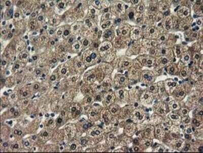 Immunohistochemistry: SPR Antibody (OTI4F5) - Azide and BSA Free [NBP2-74344]