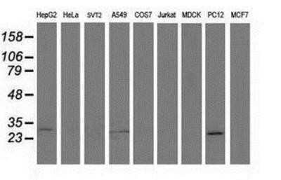 Western Blot: SPR Antibody (OTI4F5)Azide and BSA Free [NBP2-74344]