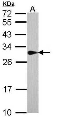 Western Blot: SPR Antibody [NBP1-33546]