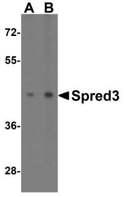 Western Blot: SPRED3 AntibodyBSA Free [NBP2-41091]