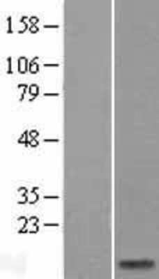 Western Blot: SPRR2A Overexpression Lysate [NBL1-16431]