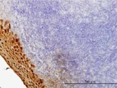 Immunohistochemistry-Paraffin: SPRR3 Antibody (4A12) [H00006707-M01]