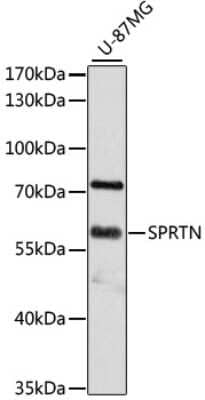 Western Blot: SPRTN AntibodyAzide and BSA Free [NBP2-94506]