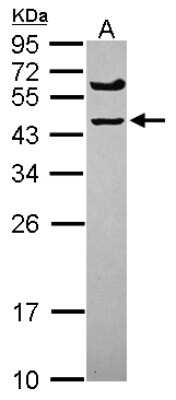 Western Blot: SPRYD5 Antibody [NBP2-15126]