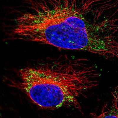 Immunocytochemistry/ Immunofluorescence: SPSB3 Antibody [NBP2-13376]