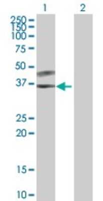 Western Blot: SPSB3 Antibody [H00090864-B01P]