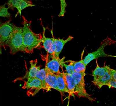 Immunocytochemistry/ Immunofluorescence: SPTBN4 Antibody (S393-2) [NBP2-59321]