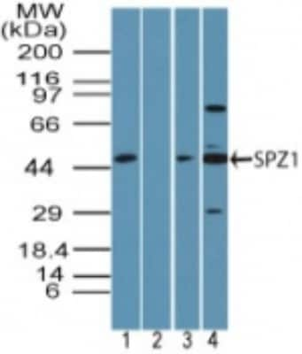 Western Blot: SPZ1 Antibody [NBP2-24582]