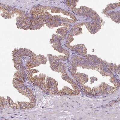 Immunohistochemistry-Paraffin: SQRDL Antibody [NBP2-48742]