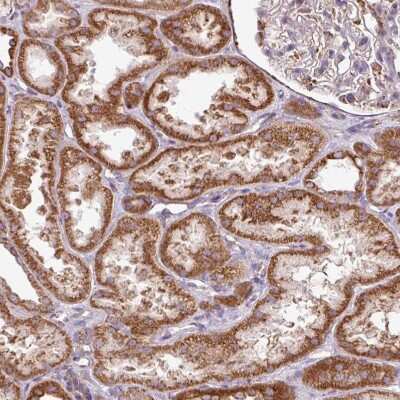 Immunohistochemistry-Paraffin: SQRDL Antibody [NBP2-48742]