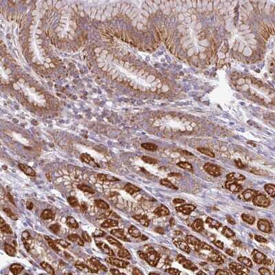 Immunohistochemistry-Paraffin: SQRDL Antibody [NBP2-48742]