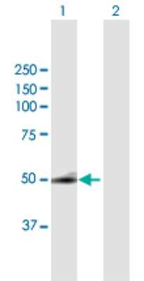 Western Blot: SQRDL Antibody [H00058472-B01P]