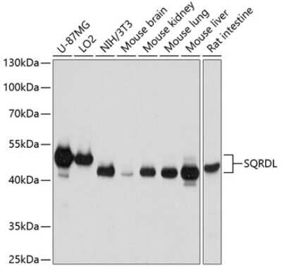 Western Blot: SQRDL AntibodyBSA Free [NBP2-93141]