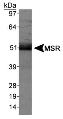 Western Blot: SR-AI/MSR AntibodyBSA Free [NBP1-00092]