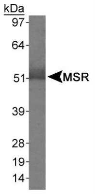 Western Blot: SR-AI/MSR AntibodyBSA Free [NBP1-00093]