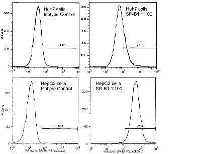 Flow Cytometry: SR-BI Antibody - BSA Free [NB400-104]