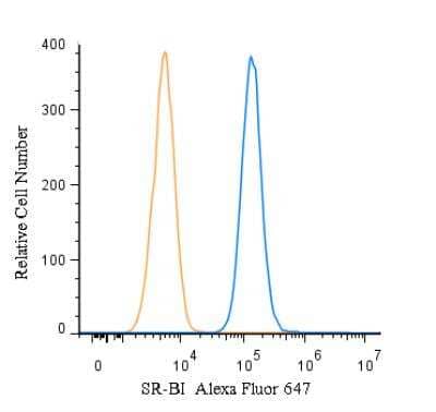 Flow (Intracellular): SR-BI Antibody - BSA Free [NB400-101]