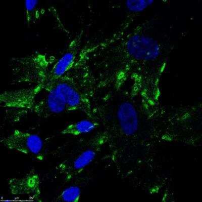 Immunocytochemistry/ Immunofluorescence: SR-BI Antibody - BSA Free [NB400-104]