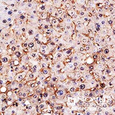Immunohistochemistry-Paraffin: SR-BI Antibody - BSA Free [NB400-101]