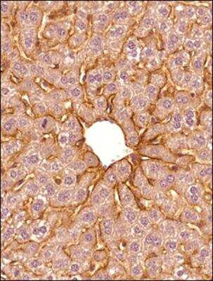 Immunohistochemistry-Paraffin: SR-BI Antibody - BSA Free [NB400-104]