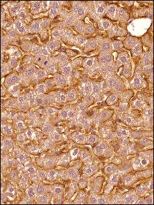 Immunohistochemistry-Paraffin: SR-BI Antibody - BSA Free [NB400-104]