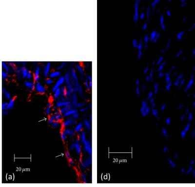 Knockout Validated: SR-BI Antibody - BSA Free [NB400-101]