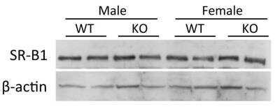 Western Blot: SR-BI AntibodyBSA Free [NB400-101]