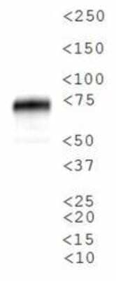 Western Blot: SR-BI AntibodyBSA Free [NB400-104]