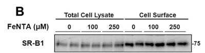 Western Blot: SR-BI AntibodyBSA Free [NB400-104]