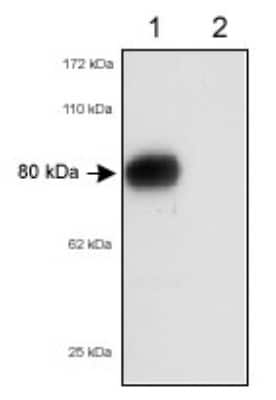 Western Blot: SR-BI/SR-BII Antibody [NB400-134]