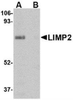 Western Blot: LIMPII/SR-B2 Antibody Blocking Peptide [NBP1-77326PEP]