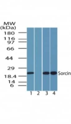 Western Blot: SRI AntibodyBSA Free [NBP2-24479]