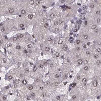 Immunohistochemistry-Paraffin: SR140 Antibody [NBP2-55742]