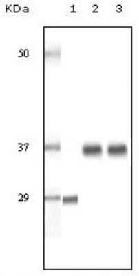 Western Blot: SRA1 Antibody (1D4H8)BSA Free [NBP1-51531]