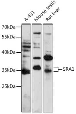 Western Blot: SRA1 AntibodyAzide and BSA Free [NBP3-03922]