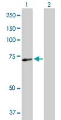 Western Blot: SRBD1 Antibody [H00055133-B01P]