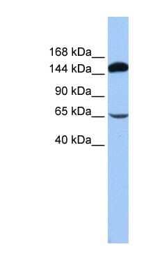 Western Blot: SRBD1 Antibody [NBP1-57557]