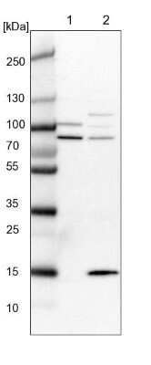 Western Blot: SRBD1 Antibody [NBP1-84630]