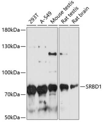 Western Blot: SRBD1 AntibodyAzide and BSA Free [NBP2-93887]