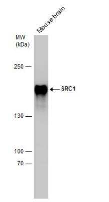 Western Blot: SRC1 Antibody (1135) [NB200-310]