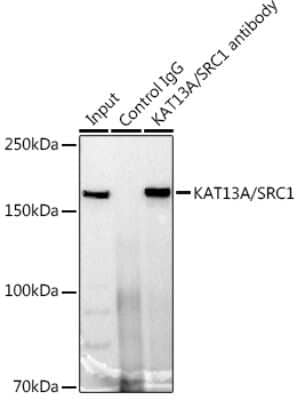 Immunoprecipitation: SRC1 Antibody (3S4C6) [NBP3-16742]