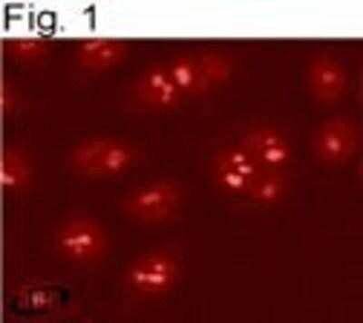 Immunocytochemistry/ Immunofluorescence: SRC1 Antibody [NB300-541]