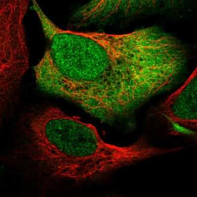 Immunocytochemistry/ Immunofluorescence: SRC1 Antibody [NBP2-57610]