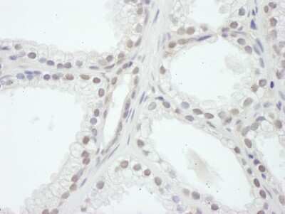 Immunohistochemistry: SRC1 Antibody [NB100-312]