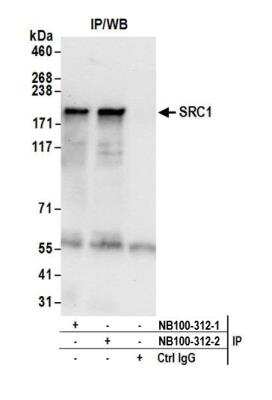 Immunoprecipitation: SRC1 Antibody [NB100-312]