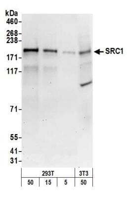 Western Blot: SRC1 Antibody [NB100-313]